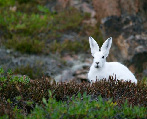 Photo: Andy Brunner via unsplash