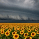 a fake tornado over fake sunflowers