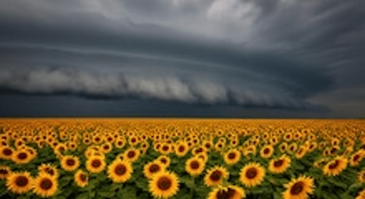 a fake tornado over fake sunflowers